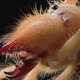 Illustration for article titled To Gaze into the Jaws of Camel Spiders Is to Gaze into the Jaws of Hell
